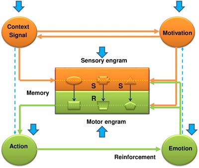 The systemic effects of the enriched environment on the conditioned fear reaction